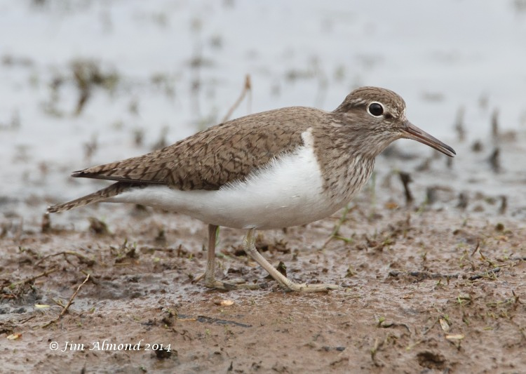 Common Sandpiper VP 7 4 14  IMG_0849
